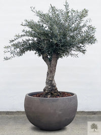 Terrakotta-Blumentopf grau - niedrig rund - 64-120 cm 