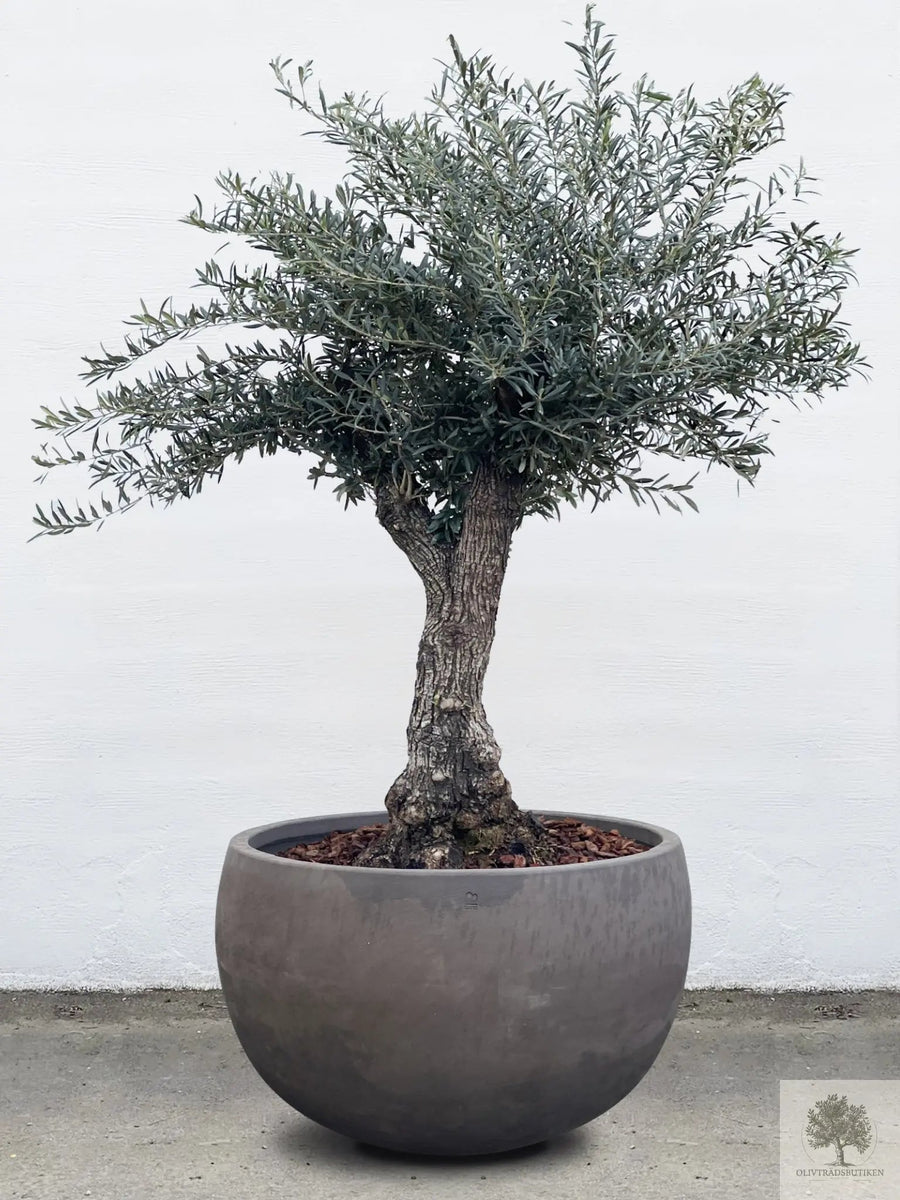 Terrakotta-Blumentopf grau - niedrig rund - 64-120 cm 