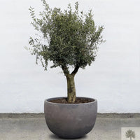 Terrakotta-Blumentopf grau - niedrig rund - 64-120 cm 
