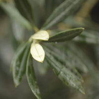 Olivenbaum 25 Jahre, gepflanzt in einem halben Weinfass