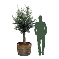 Olivenbaum 25 Jahre, gepflanzt in einem halben Weinfass