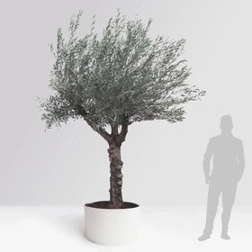 Olivenbaum Olea Europaea 40 Jahre - Medium