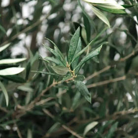 Olivenbaum 60 Jahre, in einem Topf gepflanzt