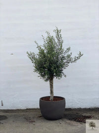 Terrakotta-Blumentopf grau - niedrig rund - 64-120 cm 