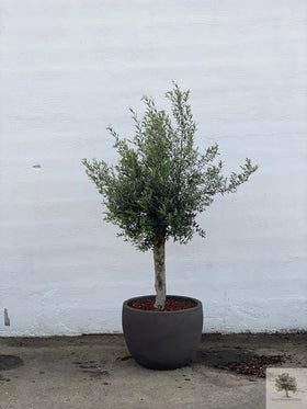 Terrakotta-Blumentopf grau - niedrig rund - 64-120 cm 