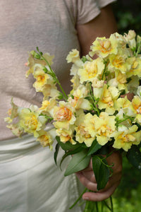 Leijongap Doubleshot Pfirsich Samen