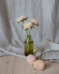 Sommeraster Chrisantella Lotos Samen