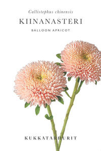 Sommeraster Ballon Aprikose Samen