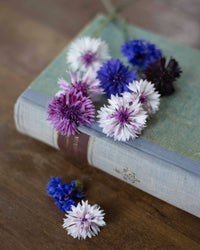 Blaue Kornblume Klassische Magie Samen