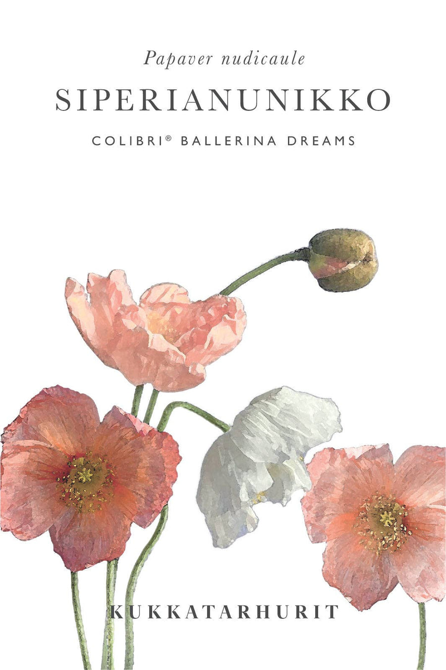 Colibri Poppy Ballerina träumt Samen