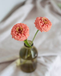 Zinnia 'Oklahoma Salmon' Samen
