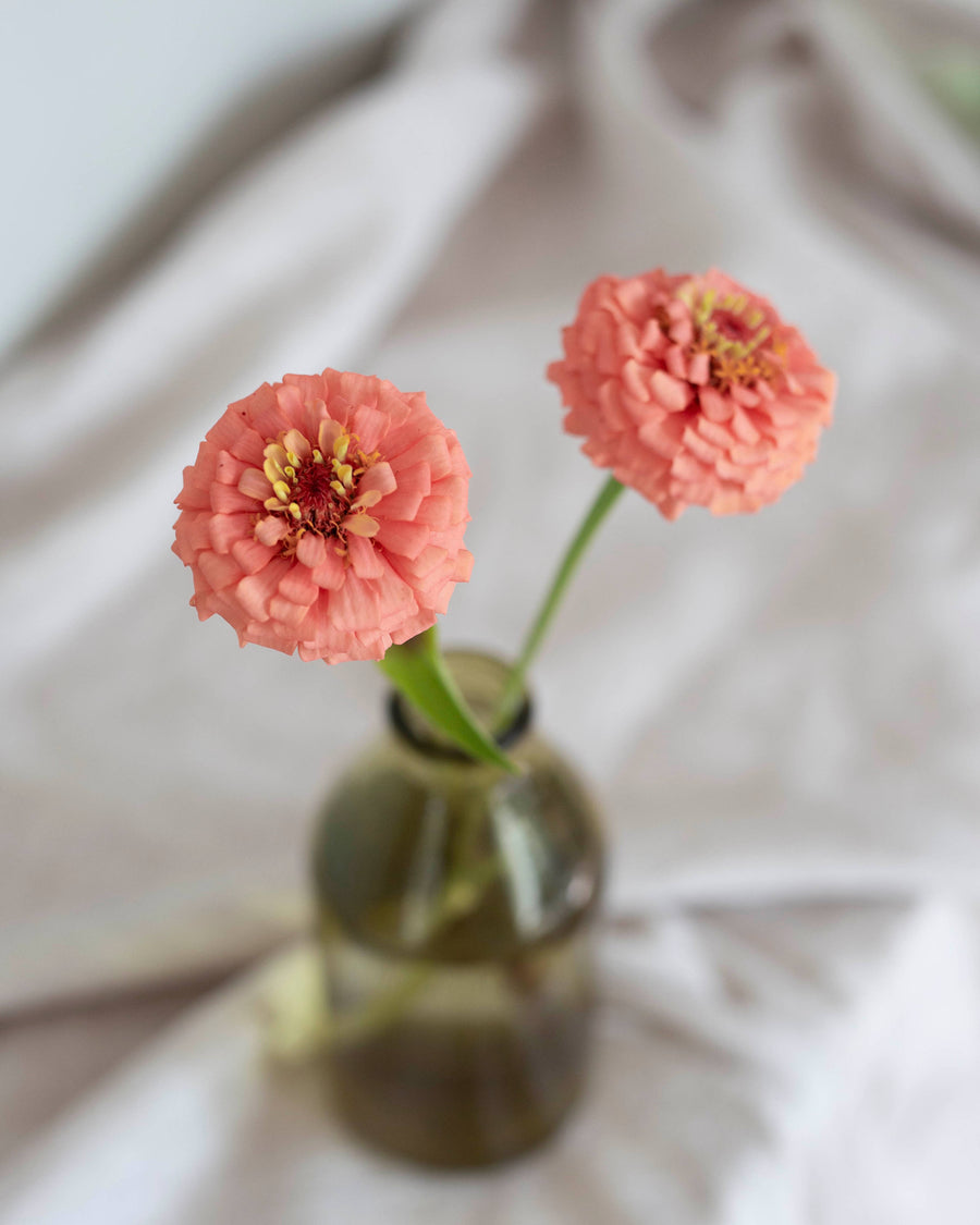 Zinnia 'Oklahoma Salmon' fröer