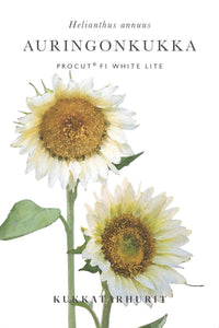 Sonnenblumen Procut® White Lite Samen