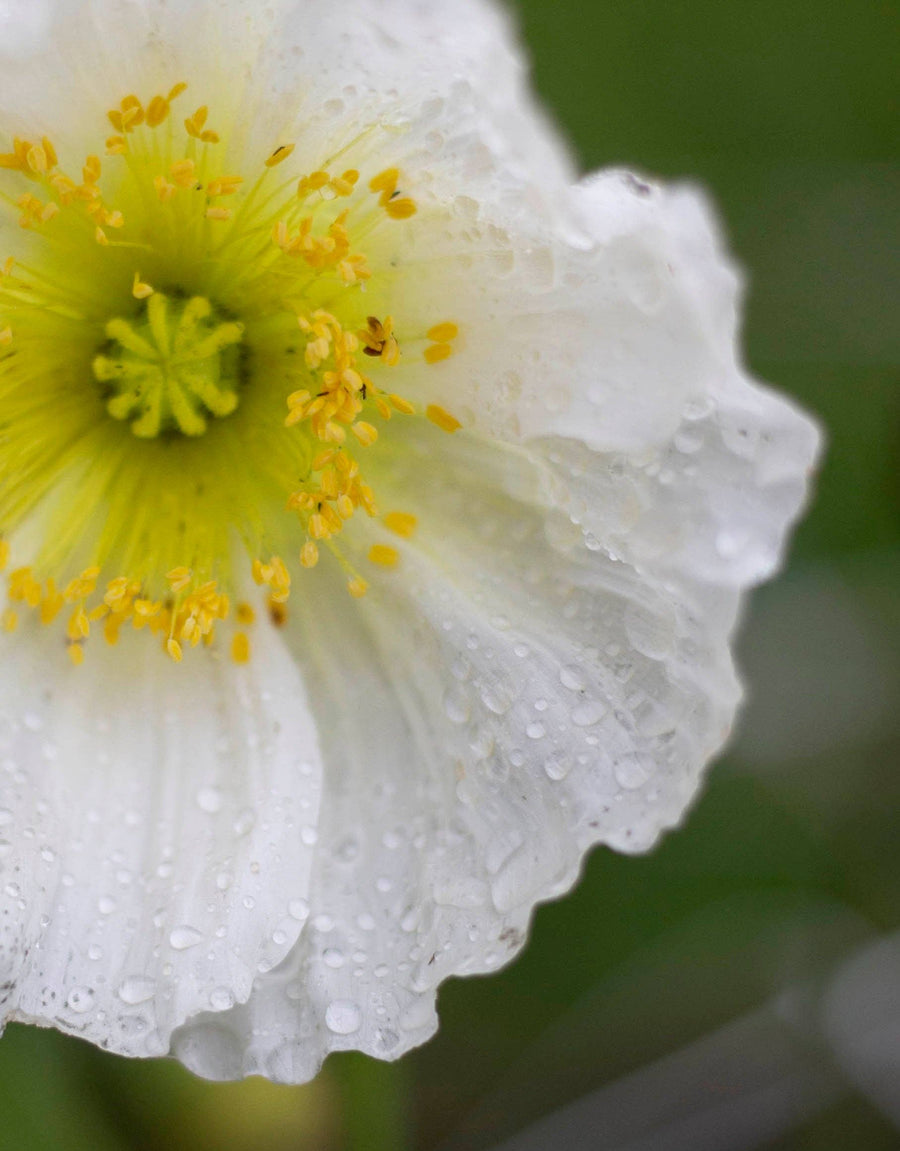 Colibri Poppy Ballerina träumt Samen