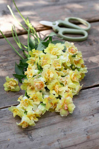 Leijongap Doubleshot Pfirsich Samen