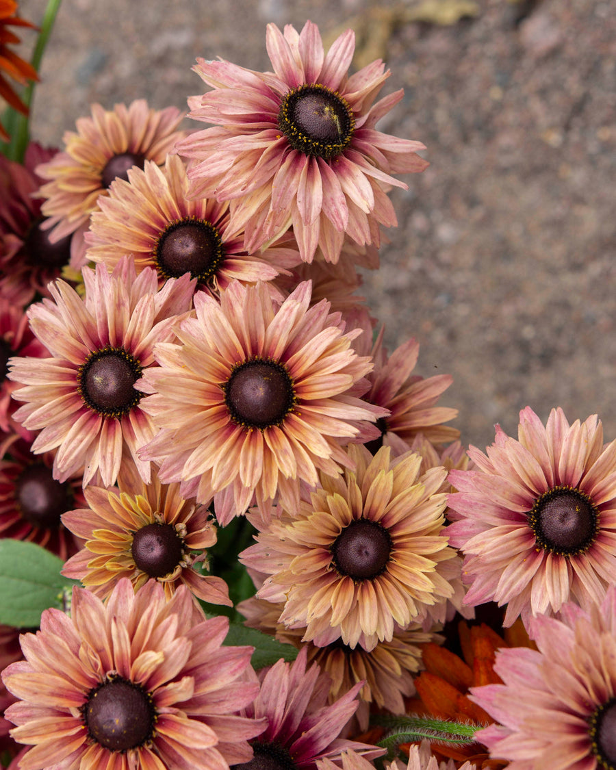 Sommer Rudbeckia Samen