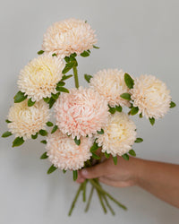 Sommeraster Chrisantella Lotos Samen