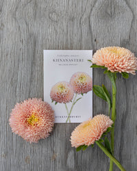 Sommeraster Ballon Aprikose Samen