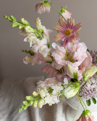 Leijongap Costa Silver Samen