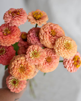 Zinnia 'Oklahoma Salmon' fröer