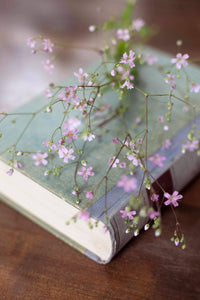 Sommer Harso Rosa Samen