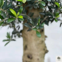 Olivenbaum 25 Jahre, gepflanzt in einem halben Weinfass