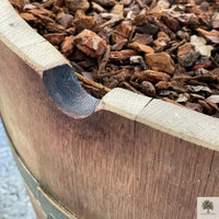 Olivenbaum 25 Jahre, gepflanzt in einem halben Weinfass